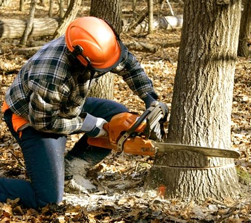 Tree Removal in Bridgewater, CT